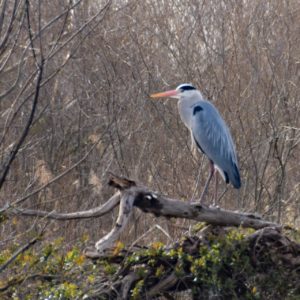 LE CANAL DE JONAGE EN CANOE OU KAYAK - 1/2 Journée – Image 3